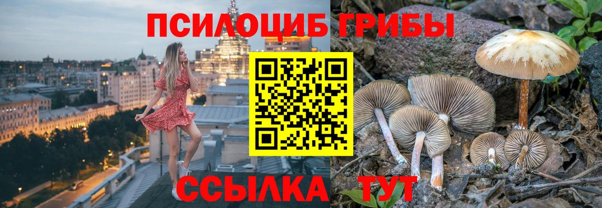 Псилоцибиновые грибы Psilocybe Мыски